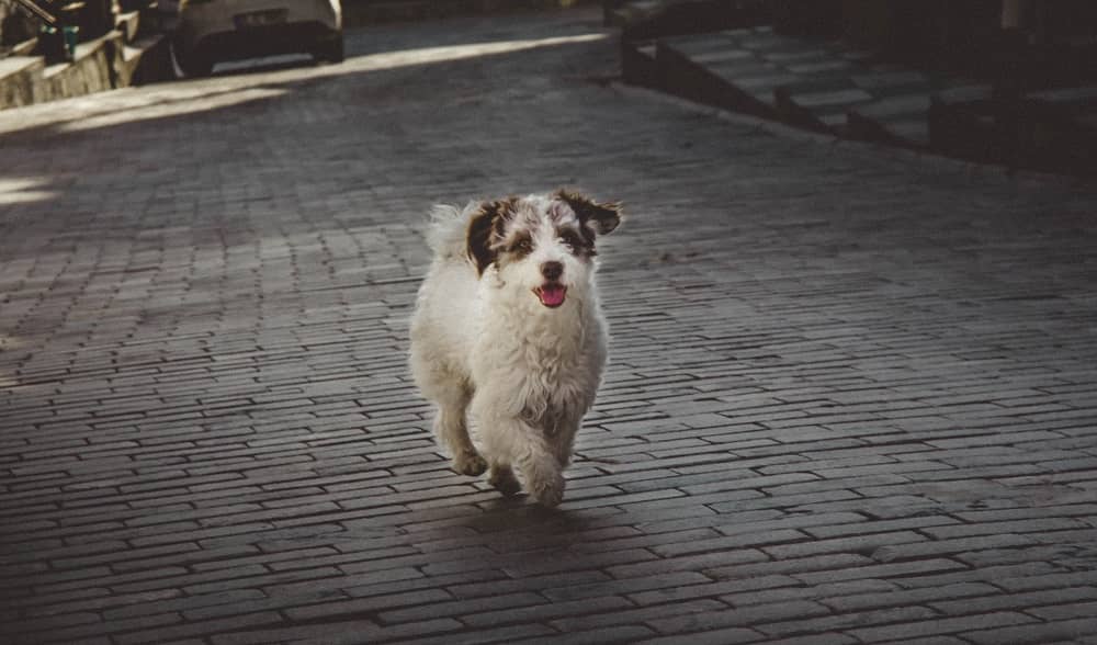 perro corriendo