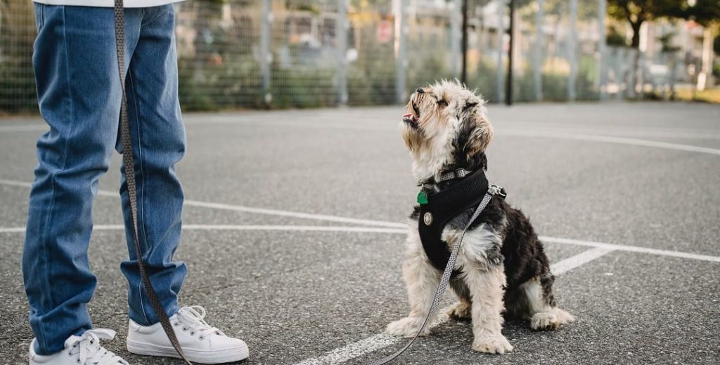Perro paseando botella